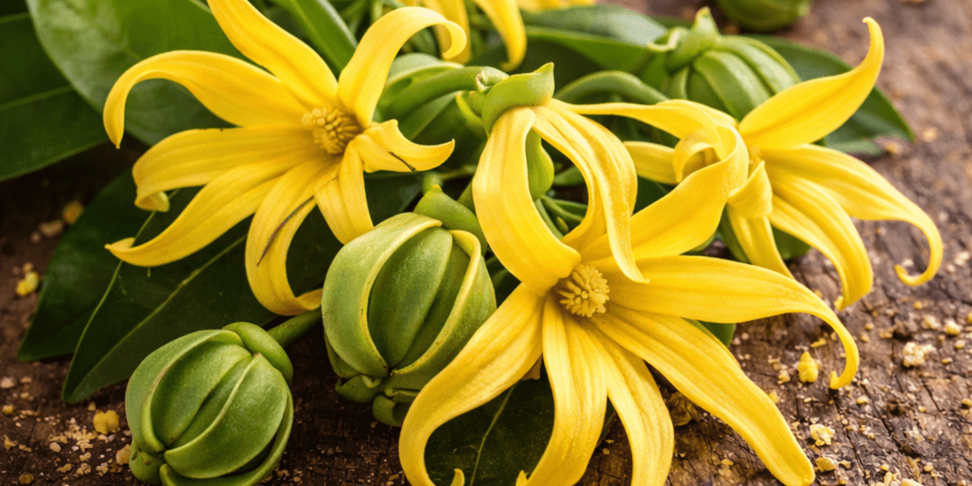 YLANG-YLANG